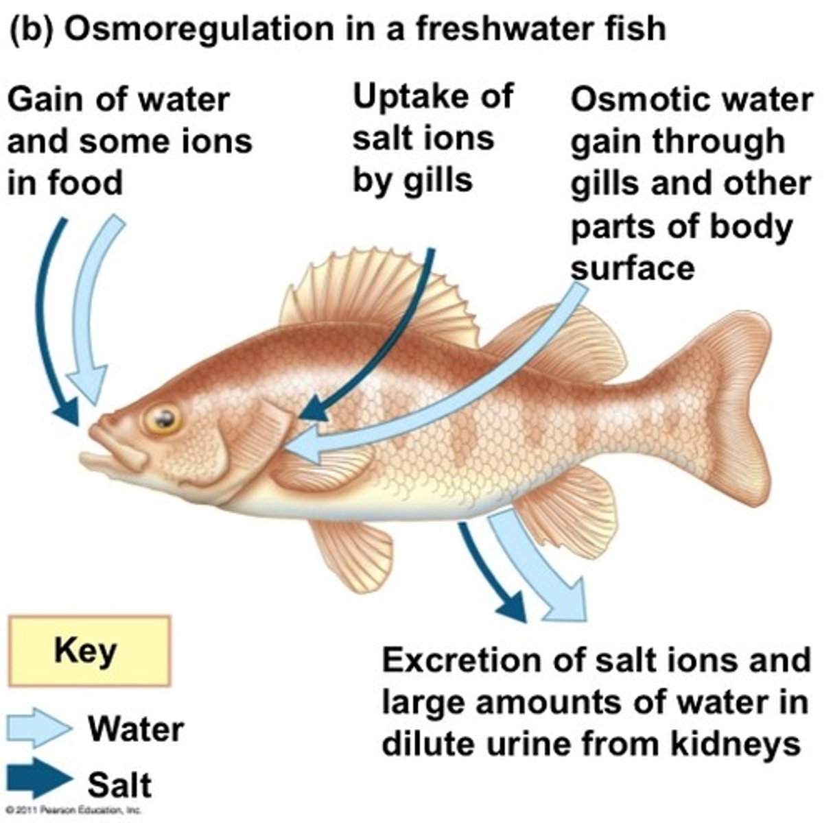 <p>the process of controlling the amount of water within a living organism; in humans the kidney has an important role in this.</p>