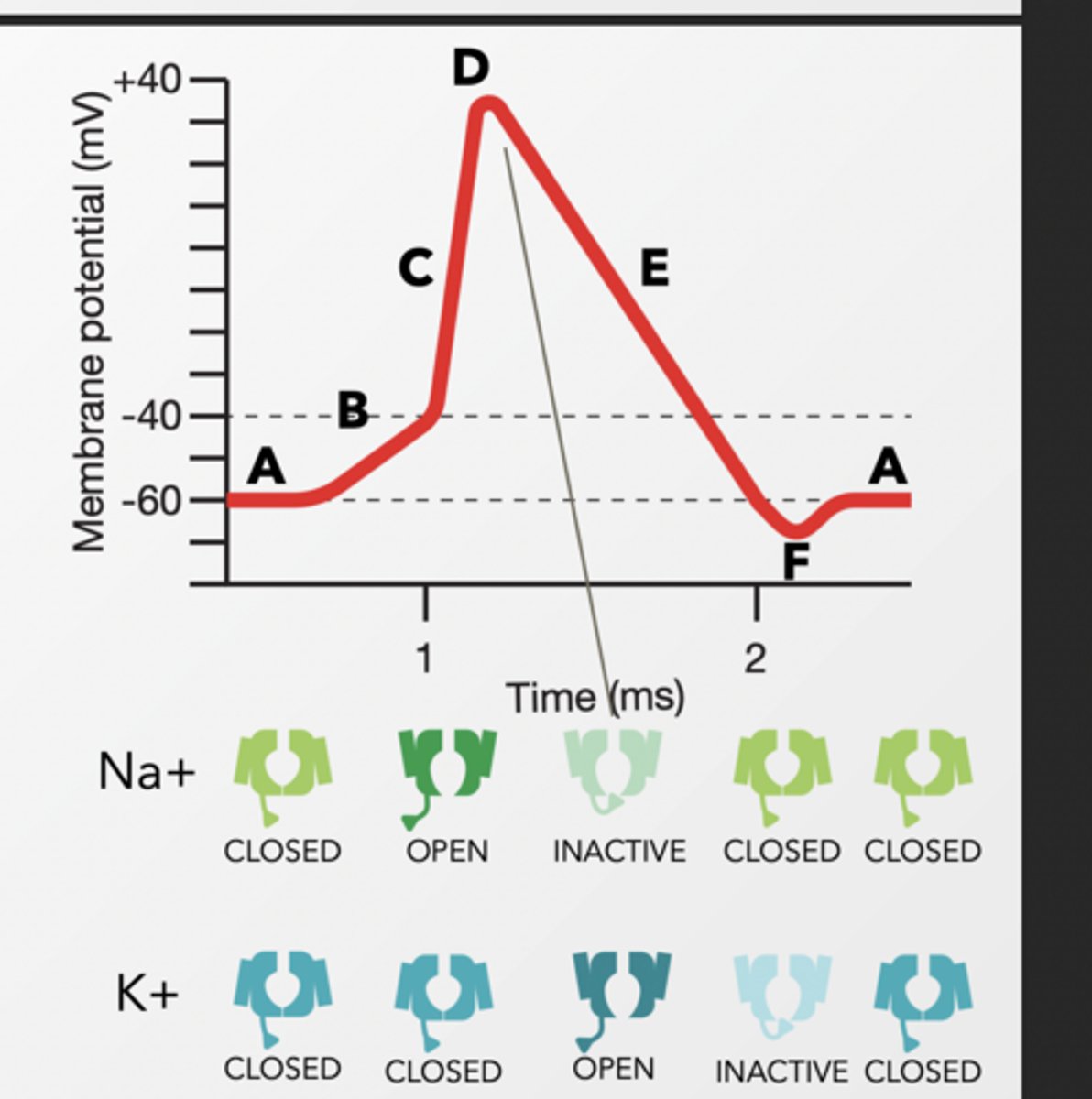 <p>Na⁺ channels open when voltage threshhold is met and inactivate at peak. </p><p>K+ channels do the opposite</p><p>GPCR FAST EFFECTOR RESPONSE</p><p>G proteins can effect ion channels to have immediate effect Beta/gamma interacts with K+ channel and allow K+ to flow across membrane Gi G-protein</p><p>Heart pacemakers cells have a mechanism that causes action potentials to fire on a regular basis by leaking in + ions slowly.</p><p>What happens to regular pace of action potentials when K+ channels are activate by Gi linked GPCR?</p><p>K+ leaks out of the cell canceling the movement of Na+, lowering the membrane potential, and slowing the rate of action potential firing because it is harder to reach threshold</p><p>DECREASED RATE OF FIRING</p>