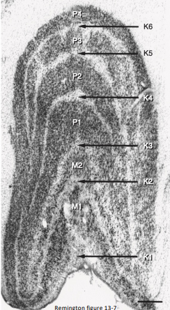 <p>It is the location where <strong>retinal axons terminate </strong></p><p>Information from <strong>all the sensory systems except the olfactory pass</strong> through the <strong>thalamus </strong>before being<strong> transferred to the cerebral cortex </strong></p><p><strong>Visual information is processed</strong> in the LGN then related to higher cortical centers </p><p>Located on the d<strong>orsolateral aspect of the thalamus </strong></p><p><strong>Inferior horn </strong>of the <strong>lateral ventricle</strong> is <strong>posterolateral </strong>to the <strong>LGN</strong></p><p>Not simply a relay station, but a <strong>center of complex processing </strong></p><p><strong>Receives input</strong> from <strong>cortical </strong>and <strong>subcortical centers </strong>as well as <strong>reciprocal innervation</strong> from the<strong> visual cortex. </strong></p><p><strong>Regulates flow of visual information </strong></p><p><strong>Axons leaving</strong> the LGN are called <strong>optic radiations</strong></p>