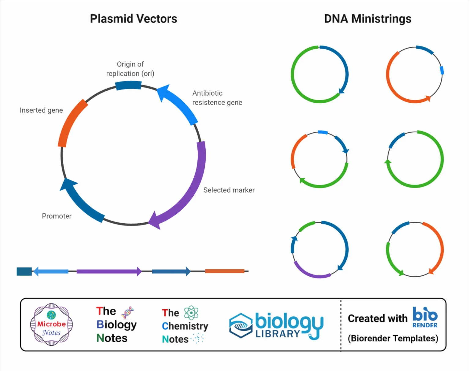 <p>Plasmids</p>