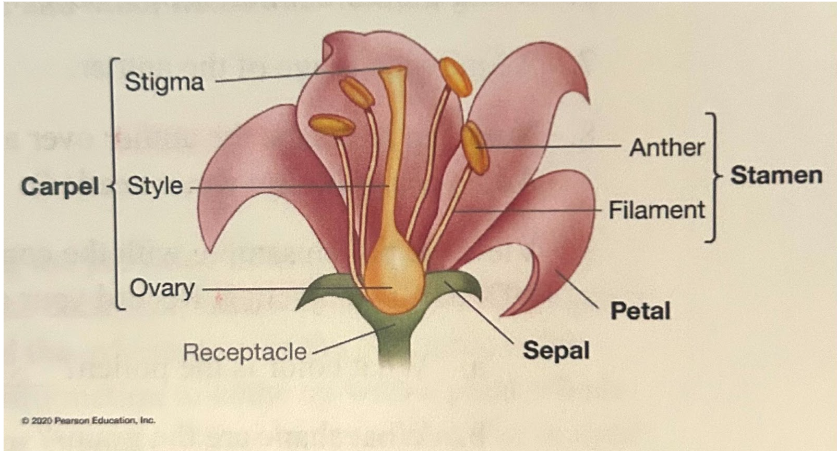 <p>Carpel:</p><ol><li><p>Stigma (sticky to trap pollen)</p></li><li><p>Style (stalk)</p></li><li><p>Ovary (female gamete production)</p></li></ol>