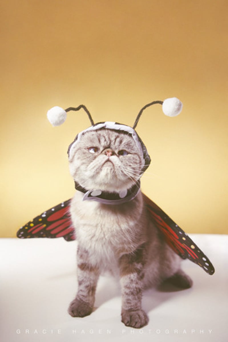 <p>a costume,</p><p>a disguise</p>
