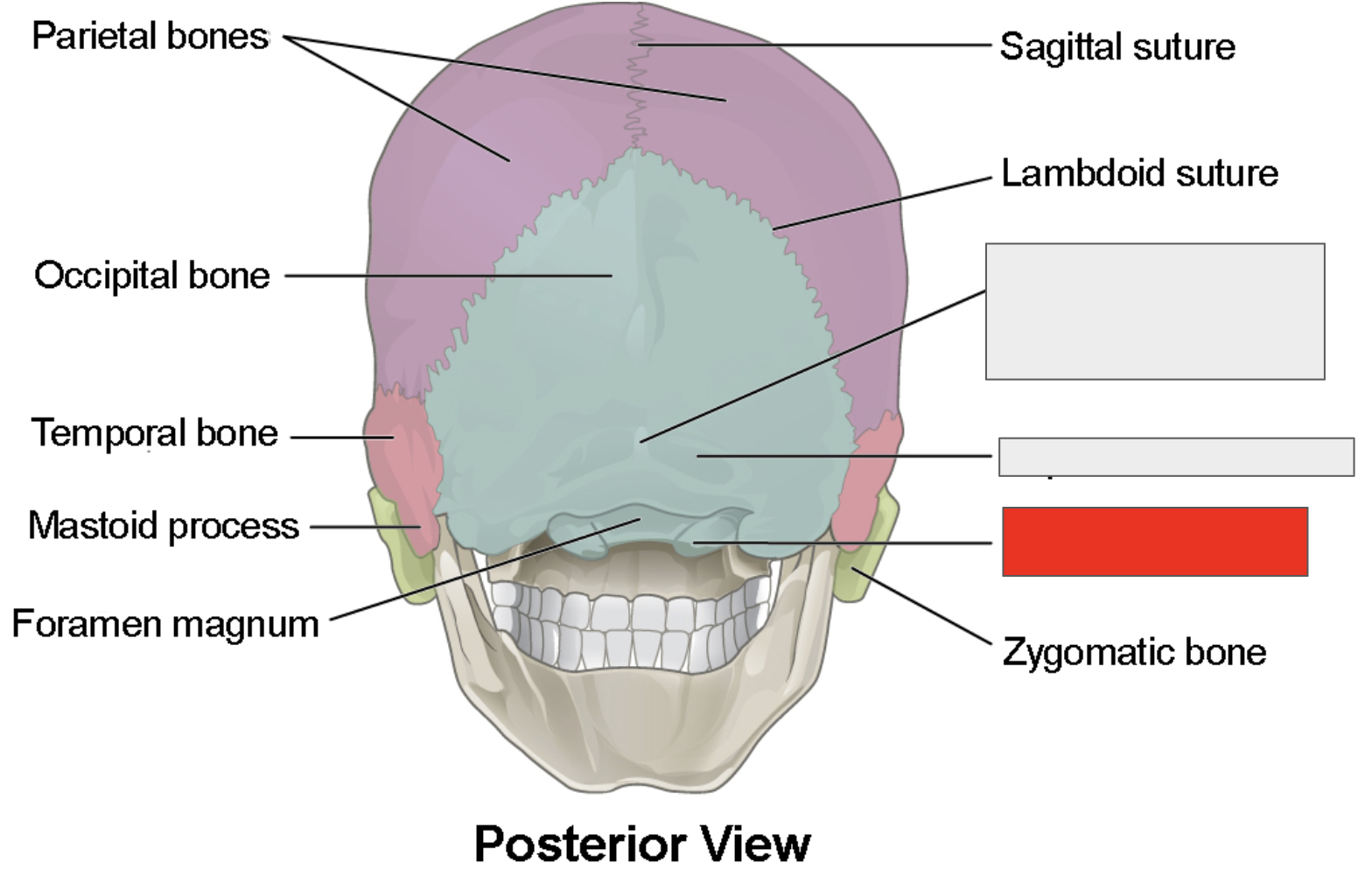 <p>Name the covered bone</p>