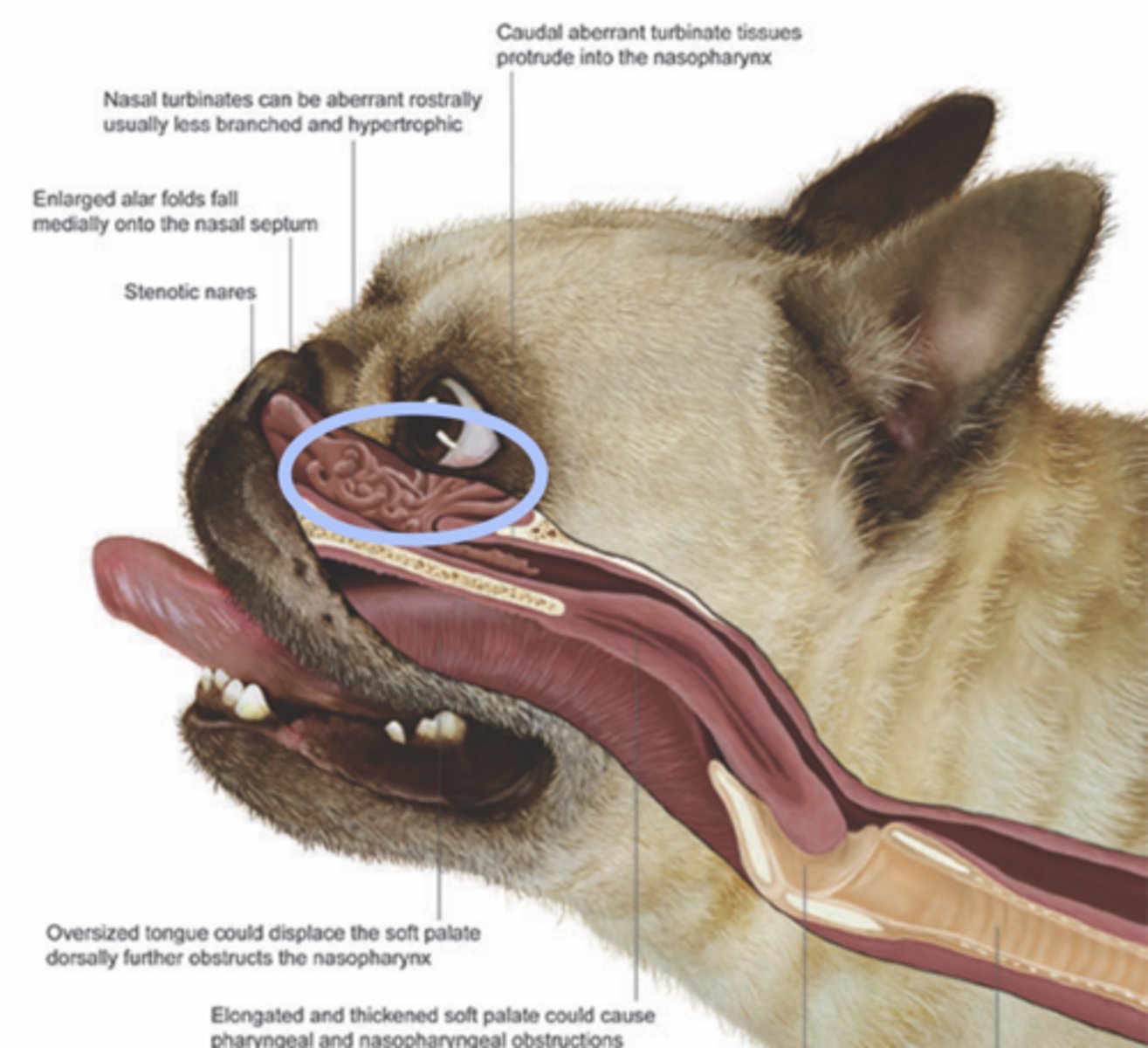 <p>__________: Curved or scroll shaped bony structures protruding from the lateral walls and septum of the nasal cavity</p>