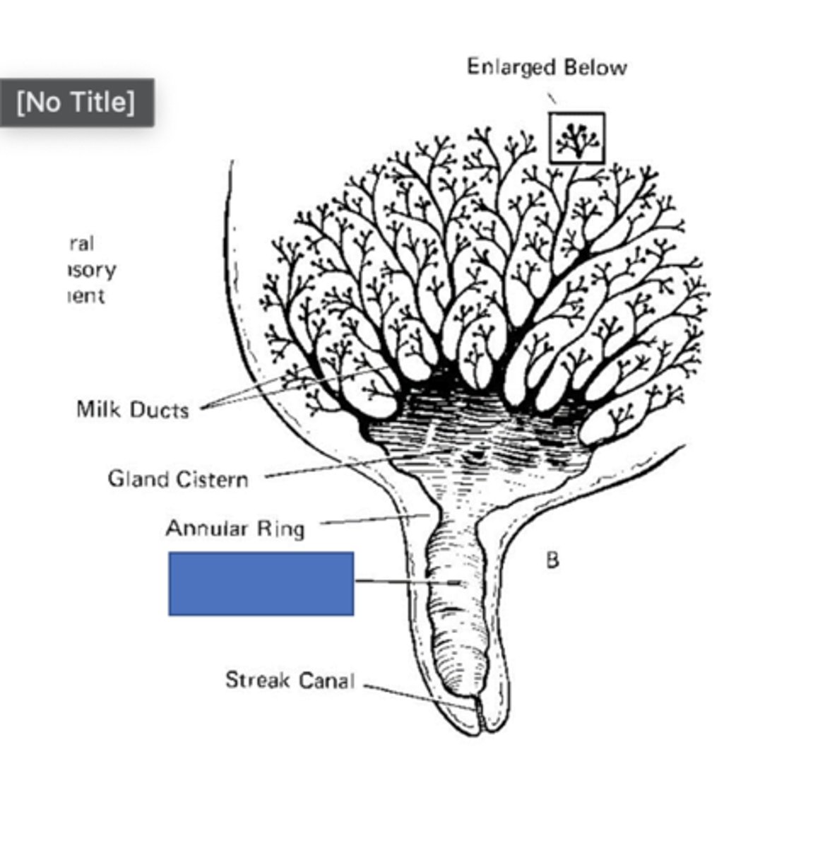 <p>What part of the mammary gland is indicated in the image?</p>