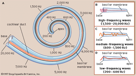 <p>different parts of cochlea tuned to different frequencies</p><p>information about frequency is coded by place along cochlear partition</p><p></p>