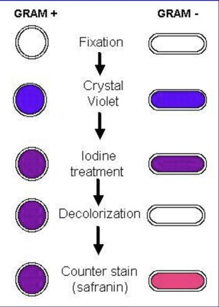 <p>They stain purple due to their thick cell wall.</p>