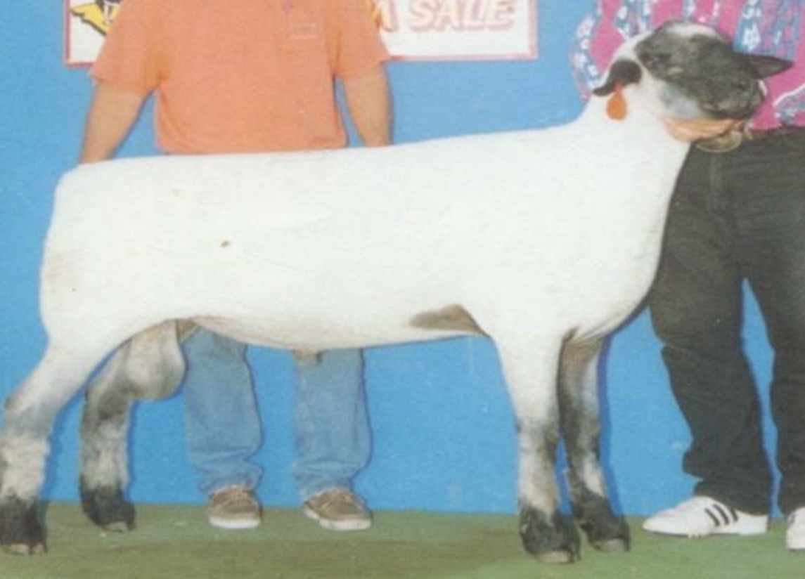 <ul><li><p>﻿breed: <u>medium wool</u></p></li><li><p>origin: southern England.</p></li><li><p>﻿They are large in size and a blocky body type. The face, legs, ears and nose are black. The breed is polled.</p></li><li><p>﻿They are <u>good milkers</u> and <u>produce lambs </u>that are often <u>ready for market at weaning</u>.</p></li><li><p>﻿Considered as <u>one of the most popular</u> of the <u>medium wool breeds in the US.</u></p></li><li><p>﻿They cross well with fine wool or crossbred breeds to produce market lambs.</p></li></ul>