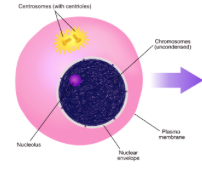 <p>Nuclear envelope intact, nucleolus is present, DNA in chromatin form. </p>