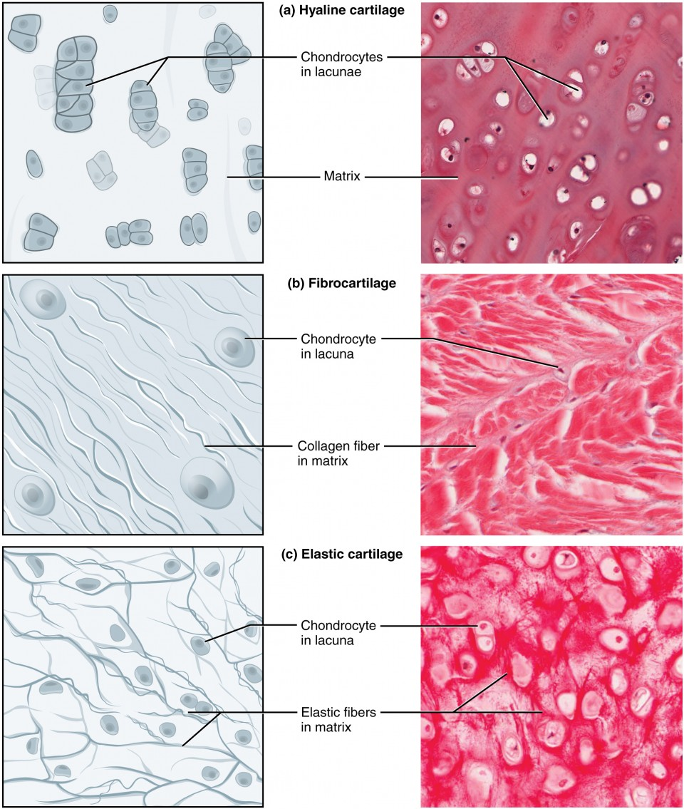 <p><span>Fibrocartilage Connective Tissue, Hyaline Cartilage Connective Tissue, Elastic Cartilage Connective Tissue</span></p>