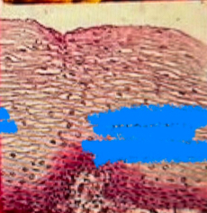 <p>What tissue is this?</p>