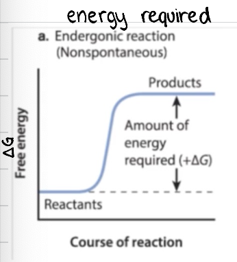 <p><span>+ΔG = endergonic, not spontanous</span></p><ul><li><p>products have more free energy than reactants</p></li><li><p>not spontaneous as reaction requires a sustained input of energy</p><ul><li><p>think about it as you can’t go up a hill without adding energy</p></li></ul></li></ul><p></p>