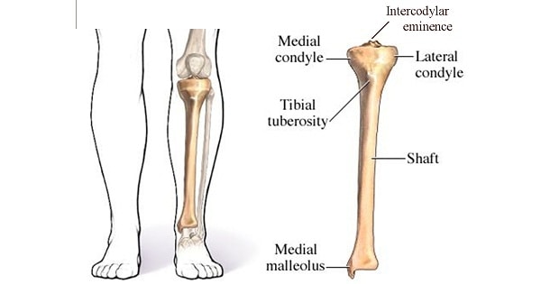 <p><span>Find the prominent bony tuberosity inferior to the patella, on the superior tibia. Move your fingers medially and laterally onto the condyles on either side.</span></p>