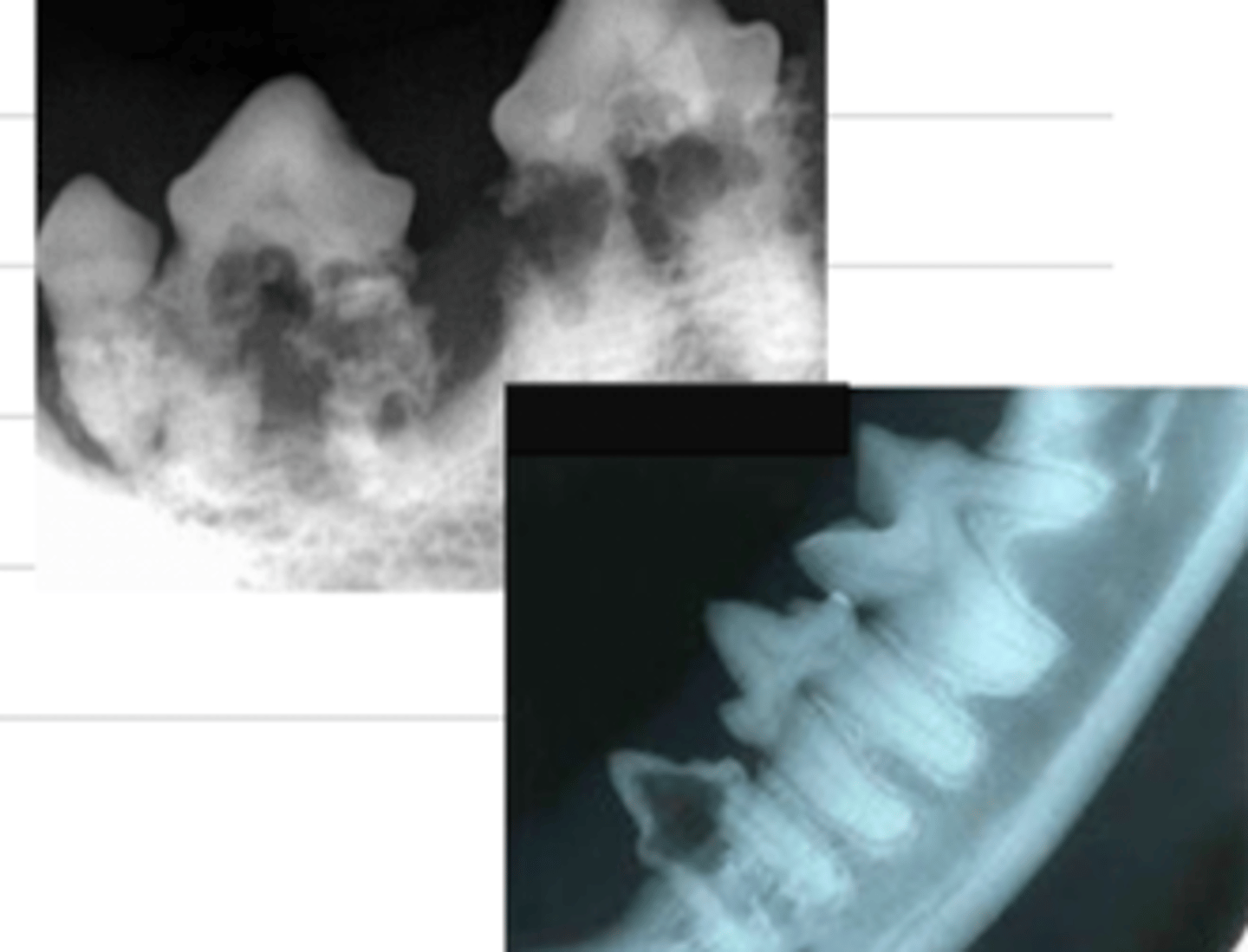 <p>what condition does this cat have?</p>