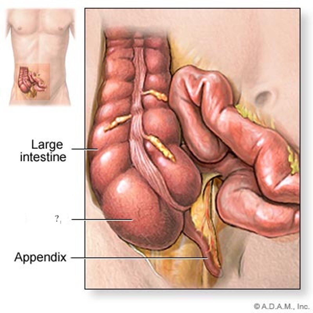 <p>a pouch in the lower abdominal cavity that receives undigested food material from the small intestine</p>