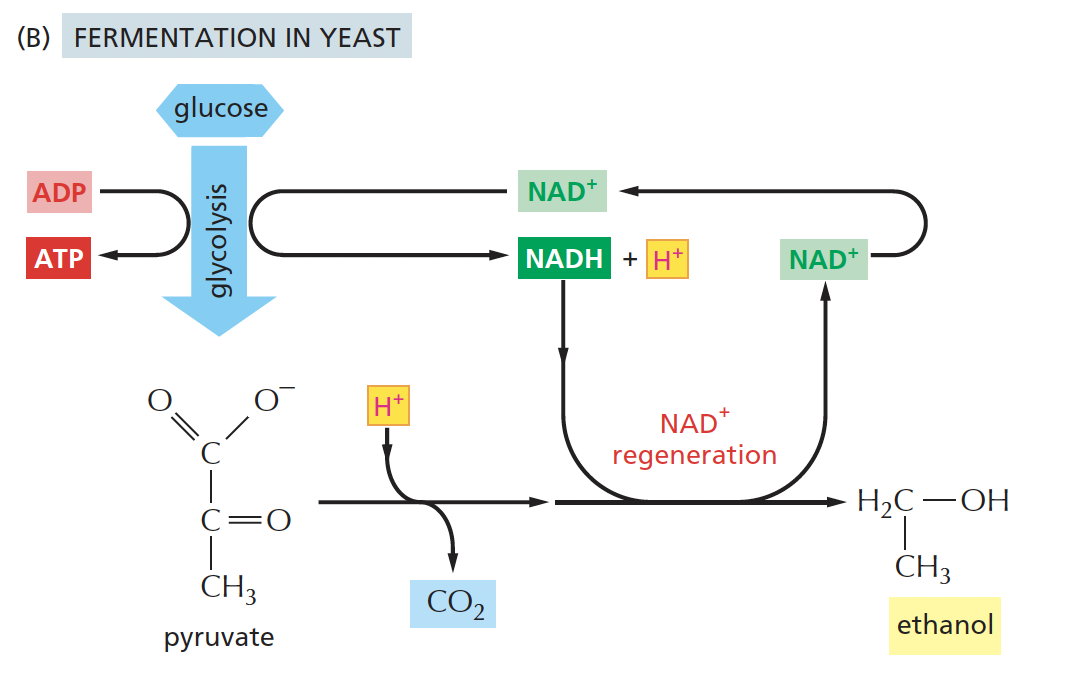 <p><strong>pyruvate → acetaldehyde → ethanol</strong></p><p><strong>*</strong>pyruvate is converted to <strong>ethanol (EtOH) + CO<sub>2</sub></strong>, <strong>regenerating NAD⁺ in the process.</strong></p>