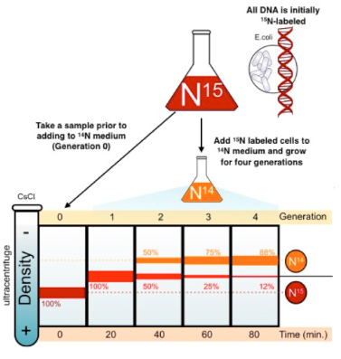 <ol><li><p><span> E.coli were grown in a medium containing heavy isotope 15N and also in a medium containing light isotope N14. (when DNA samples from both are spun in a centrifuge, light DNA settles higher up the test tube than heavy DNA).</span></p></li><li><p><span>after many generations E.coli from the heavy nitrogen (15N) was taken out and put in the light nitrogen (14N). after several generations, DNA samples are centrifuged on a salt density gradient.</span></p></li></ol>