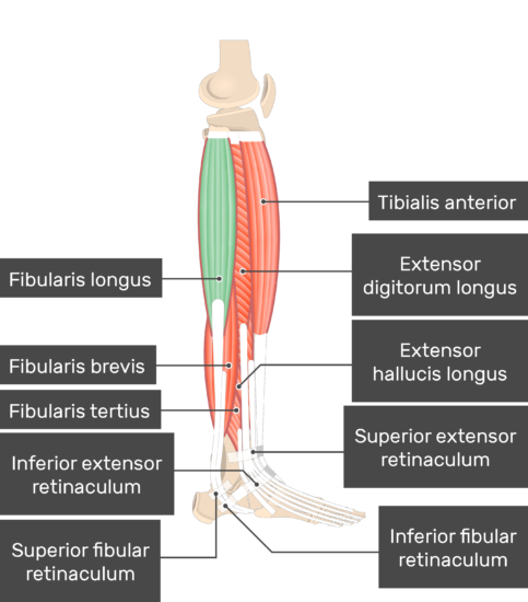 What is this muscle?