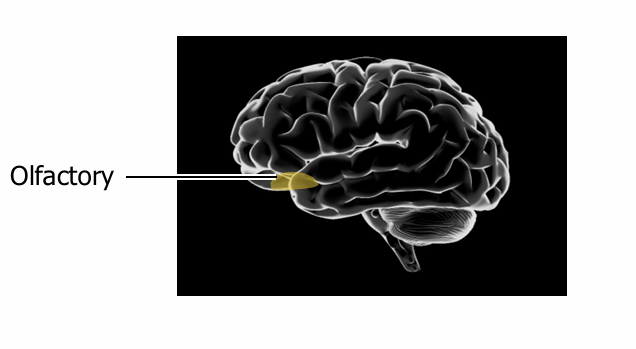 <p><span><span>the brain's smell-processing center, located on the frontal and temporal lobes</span></span></p>
