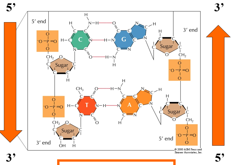 <ul><li><p>DNA always reads 5’ to 3’</p></li><li><p>Right strand is 5’ AG 3’</p></li><li><p>Left strand is 5’ CT 3’</p></li></ul><p></p>