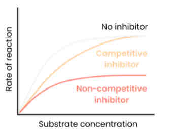 <p>Describe and explain the effect of <mark data-color="red">concentration</mark> of <mark data-color="red">non-competitive inhibitors </mark>on the <mark data-color="red">rate of enzyme-controlled reactions</mark></p>
