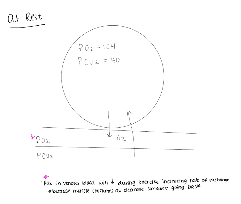 <ol><li><p>159 mmHg </p></li><li><p>Decreases and decreases further to 104 mmHg in the alveoli because the oxygen is now mixing with the lower PO2 already sitting in the lungs</p></li><li><p>At atmospheric pressure, CO2 is 0.3 mmHg and stays the same as we breathe in air but increases to 40 mmHg in the alveoli</p></li></ol><p></p>