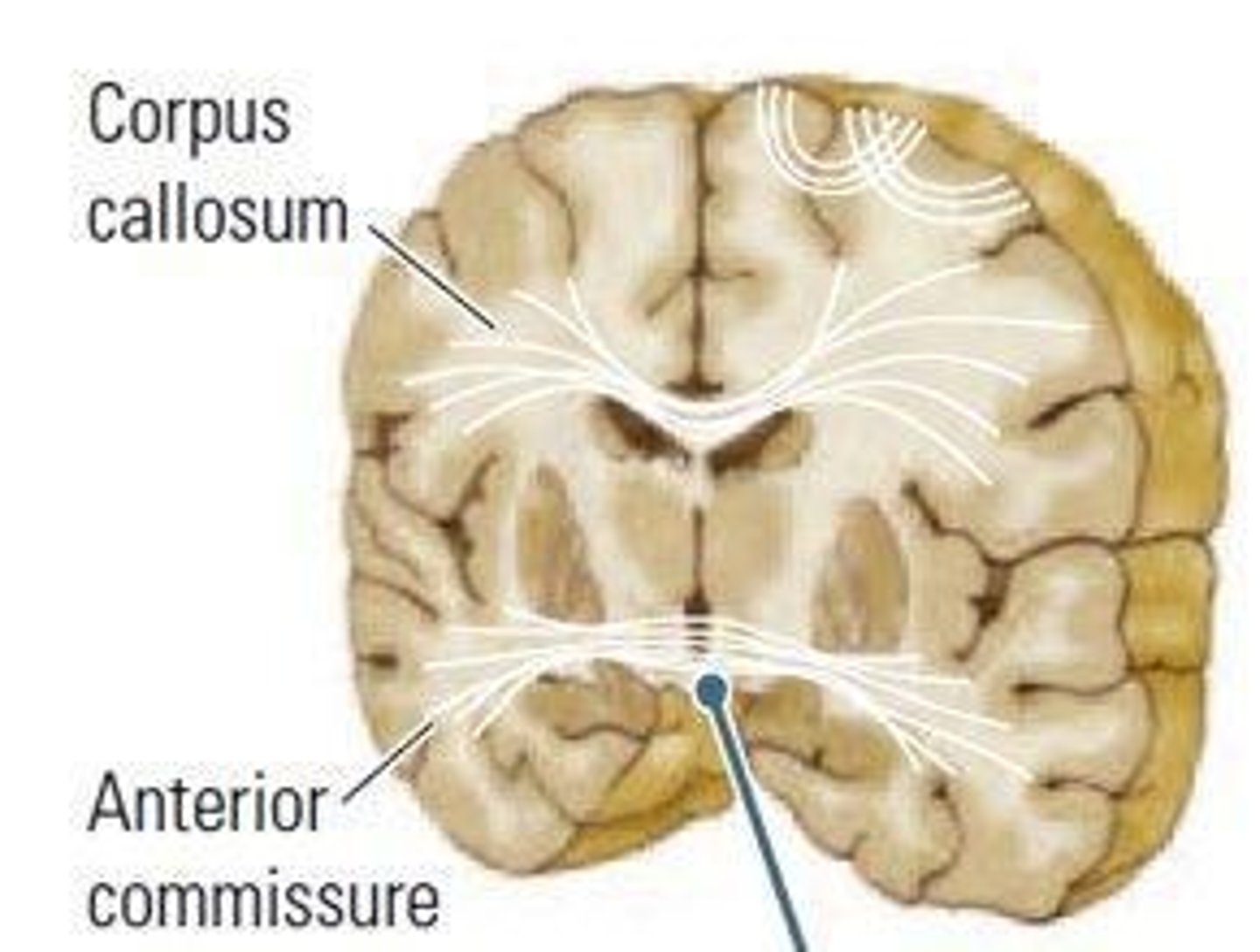 <p>The corpus callosum.</p>