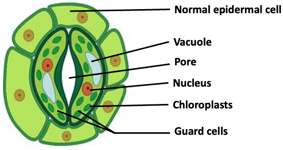 GUARD CELL