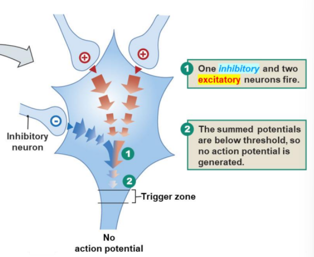 <p>strength of a depolarization produced by one excitatory postsynaptic neuron can be reduced or cancelled out by a hyperpolarization produced by another postsynaptic neuron</p>