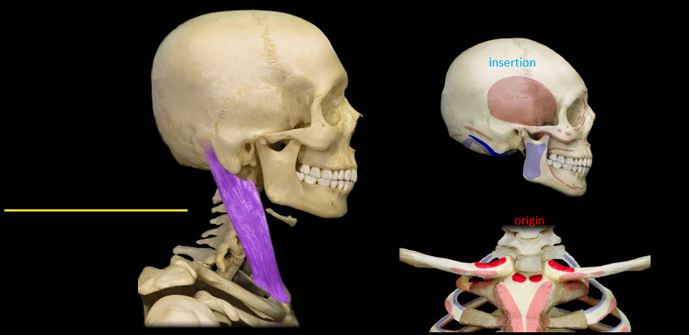 name the highlighted muscle, two origins, and the single intersection.