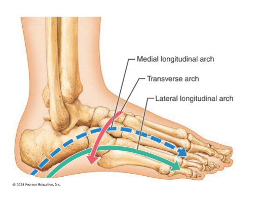 <ul><li><p> Lateral longitudinal: low curve that elevates lateral part of foot</p></li><li><p>Medial longitudinal: arch curves upward</p></li><li><p>Transverse: runs obliquely from one side of foot to other</p></li></ul><p></p>
