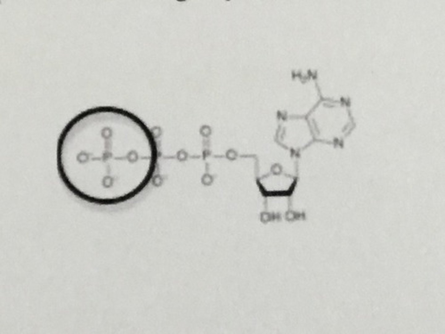 <p>Using the image, what is the type of functional group that is circled?</p>