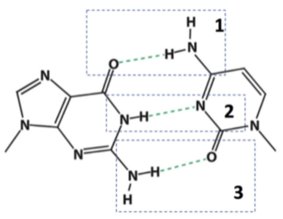<p>In which of the indicated hydrogen bonds does oxygen represent the hydrogen bond donor?</p>