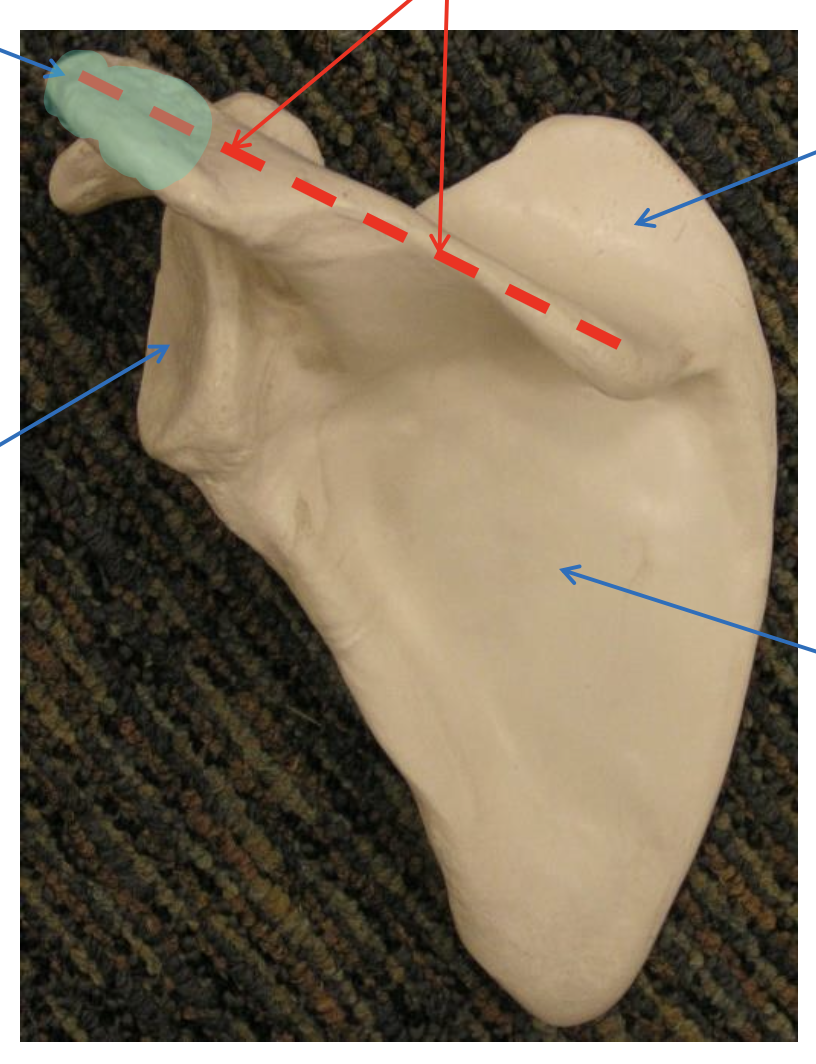 <p>Name the highlighted region.</p>