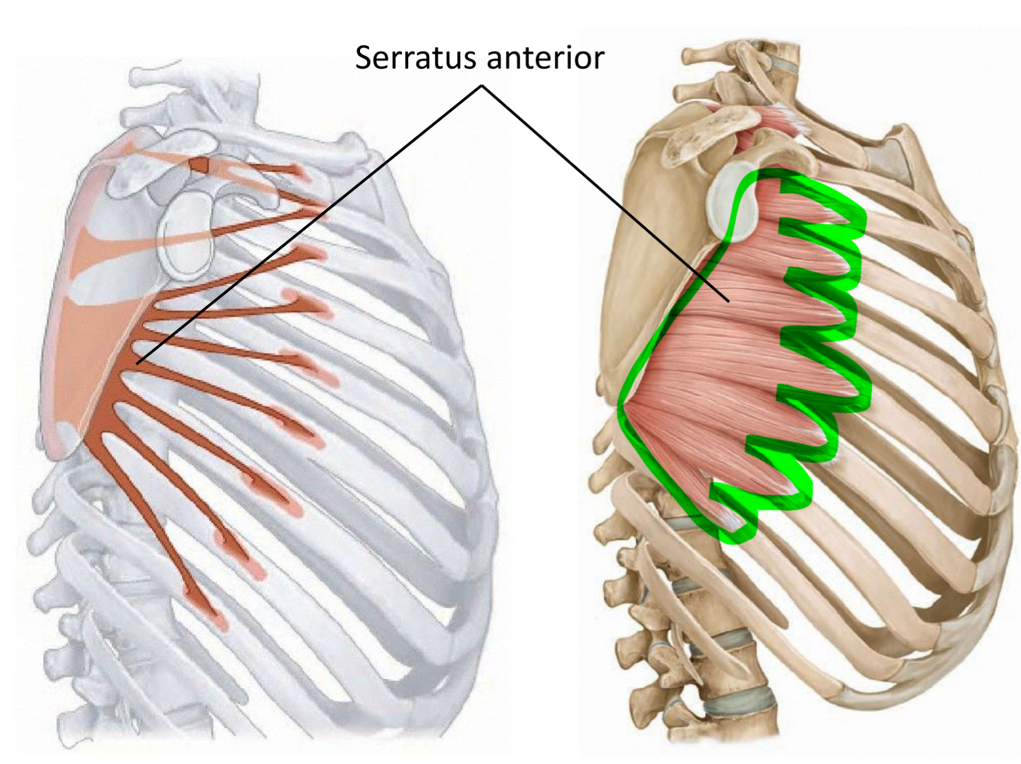 <p>Origin—> ribs</p><p>Insertion—> medial border of scapula</p><p>Action—> abduct scapula</p>
