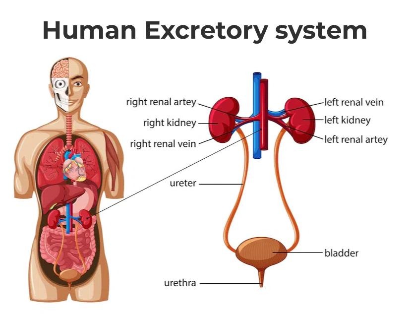 What is the function of the excretory system?