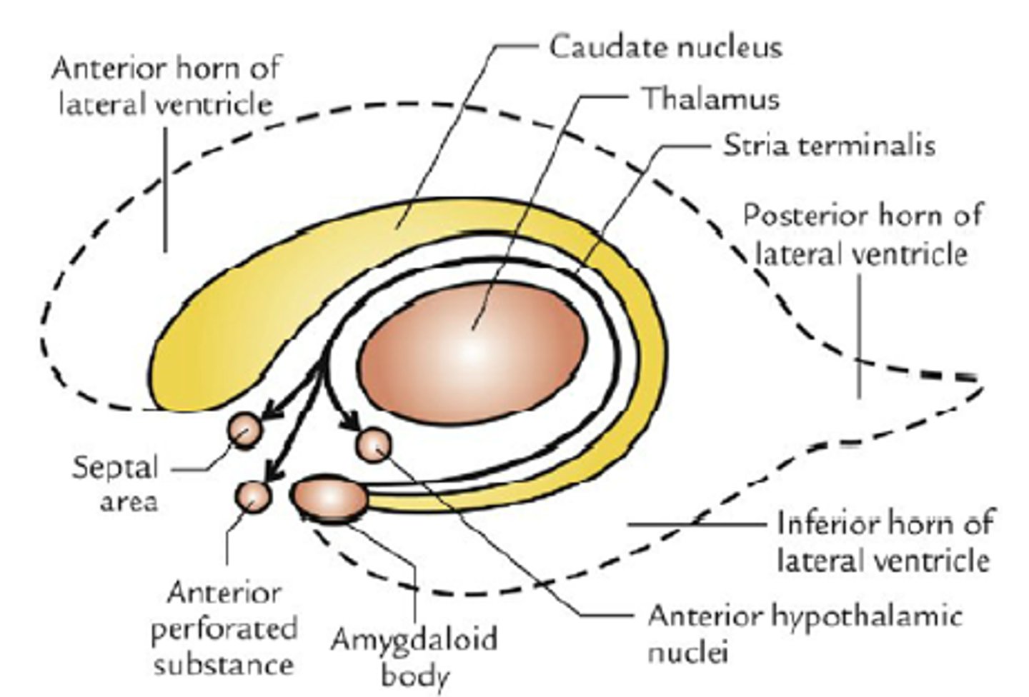 <p>- w ścianie komory bocznej</p><p>- głowa do rogu przedniego komory bocznej, trzon i ogon w cz. środkowej komory bocznej, przedsionka i rogu dolnego</p>