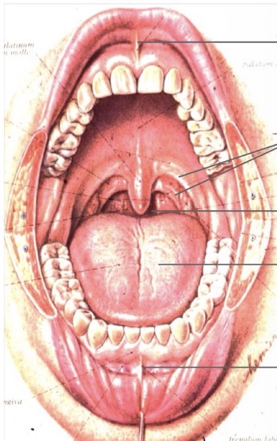 <p>Quels sont les éléments visibles sur les photos cliniques du vestibule (dia 1–2) ? METTRE IMAGE !!</p>