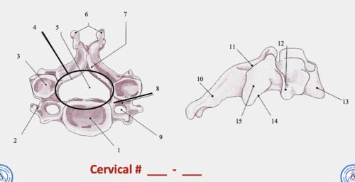 <p>Cervical #__-__?</p>