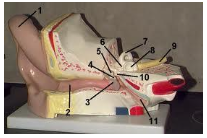 <p>What structure is labeled #11?</p><p></p><p>a. Pinna</p><p>b. External auditory meatus</p><p>c. Auditory tube</p><p>d. Tympanic membrane</p>