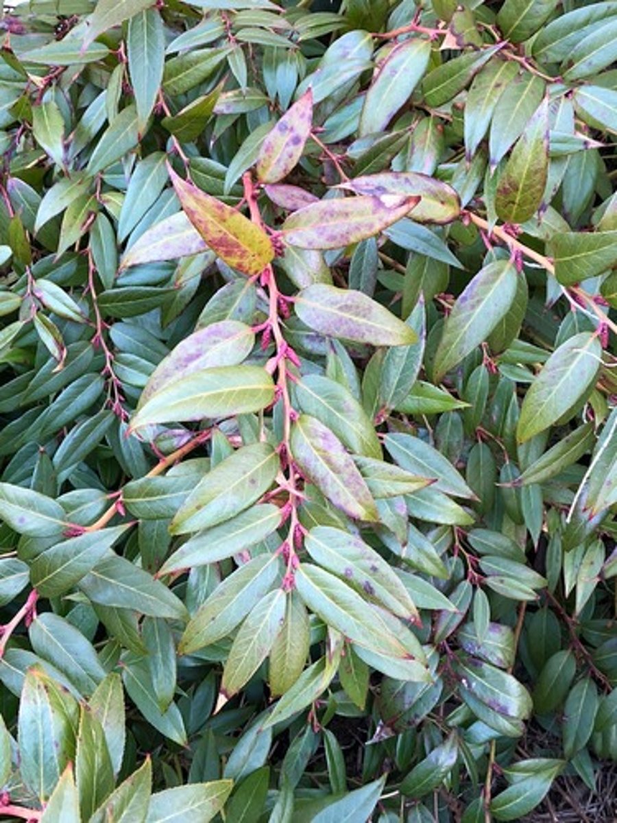 <p>-Zigzag twigs<br>-Red foliage<br>-Alternate leaves</p>