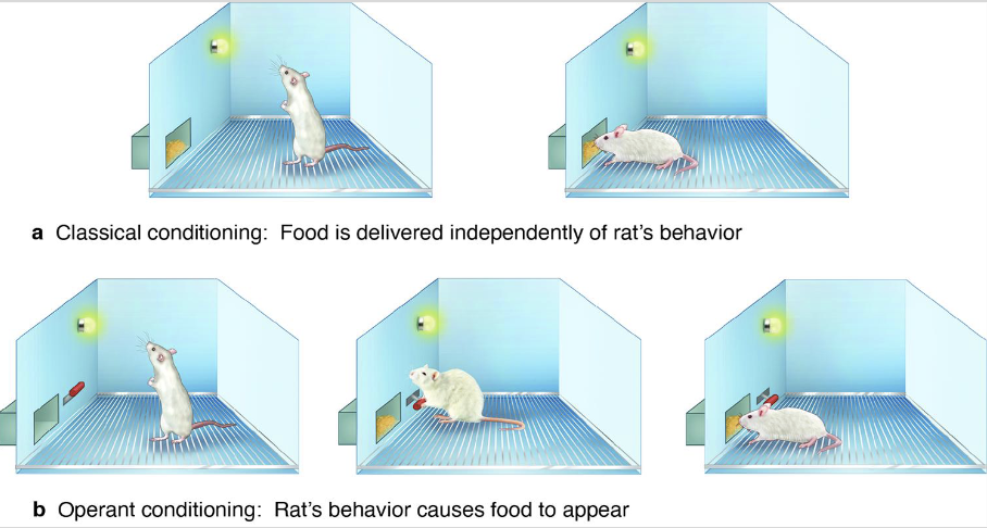 <p>a procedure to study how organisms learn about the consequences of <u>their own voluntary actions</u></p>