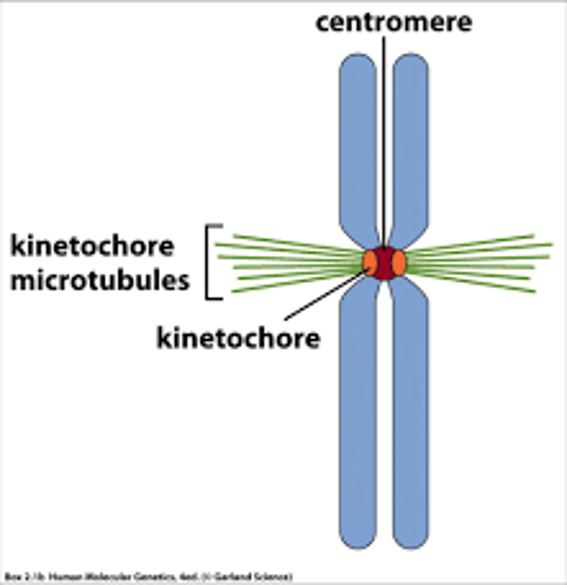 <p>- Kinetochoren är ett proteinkomplex vars funktion är att fästa på mikrotubuli.</p><p>- Detta för att kunna dra isär systerkromatiderna under anafasen.</p><p>- Kinetochoren gör också att kromosomerna kan fästa på mikrotubuli under prometafasen.</p>