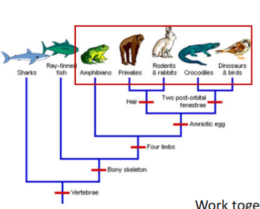 <p>who is the sister taxon to primates? to amphibians?</p>