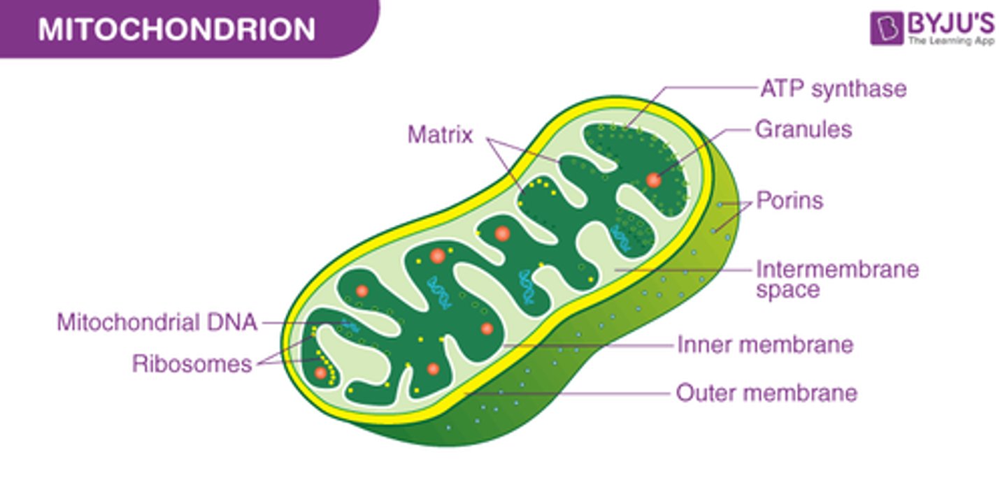 <p>makes ATP (energy currency) by breaking down glucose</p>