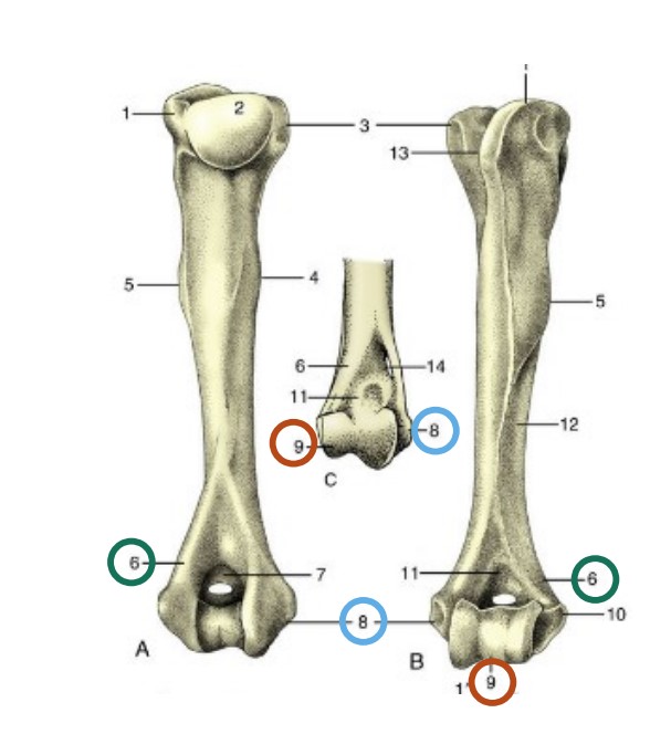 a large prominence (raised area) associated with an articular surface

*red 9*