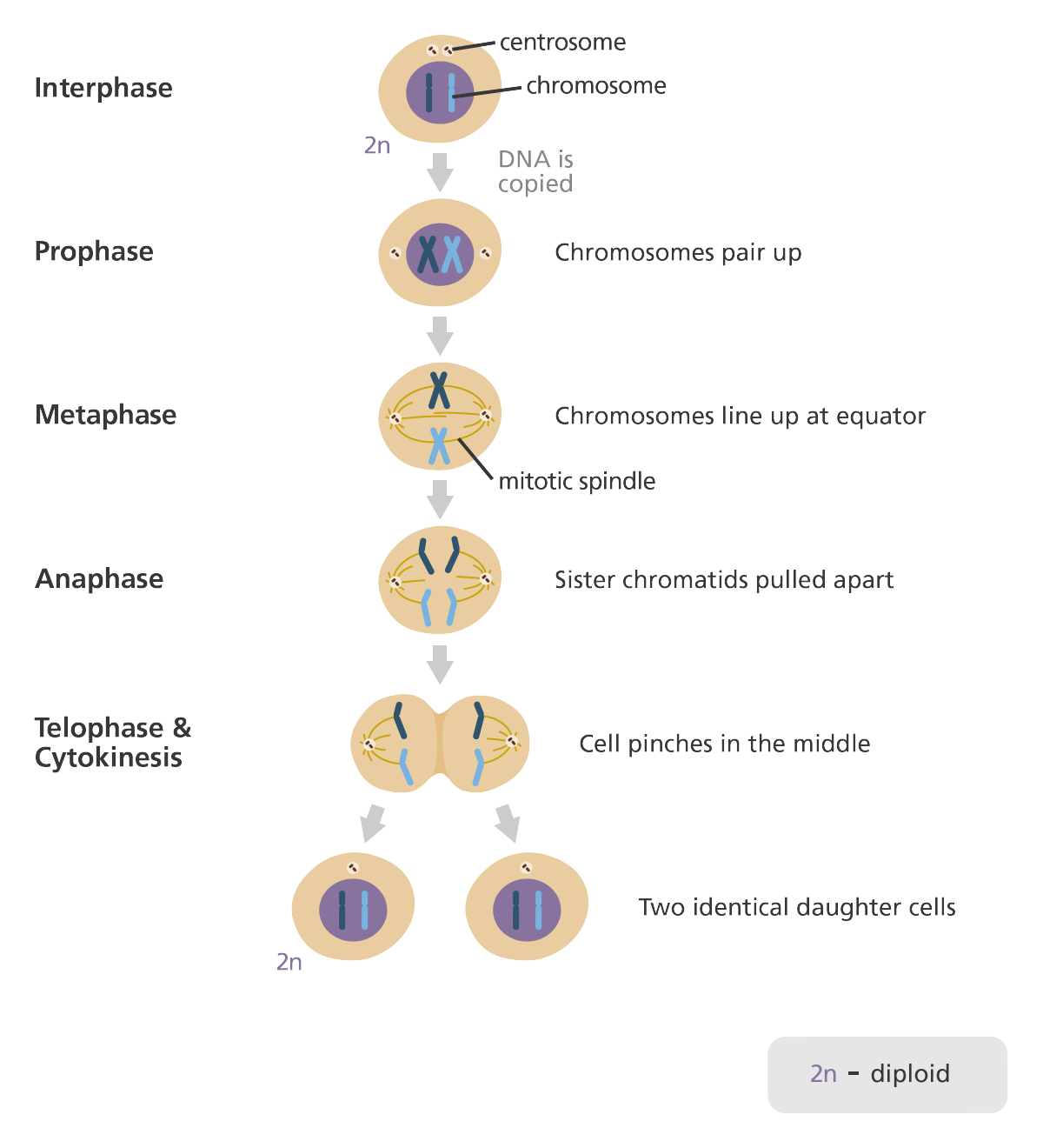 <ol><li><p>every body cell needs same number of chromosomes so cell duplicates all of the organelles before division</p></li><li><p>the chromosomes are pulled to the edge of the cell and the nucleus divides</p></li><li><p>cytoplasm and cell membrane divides</p></li></ol>