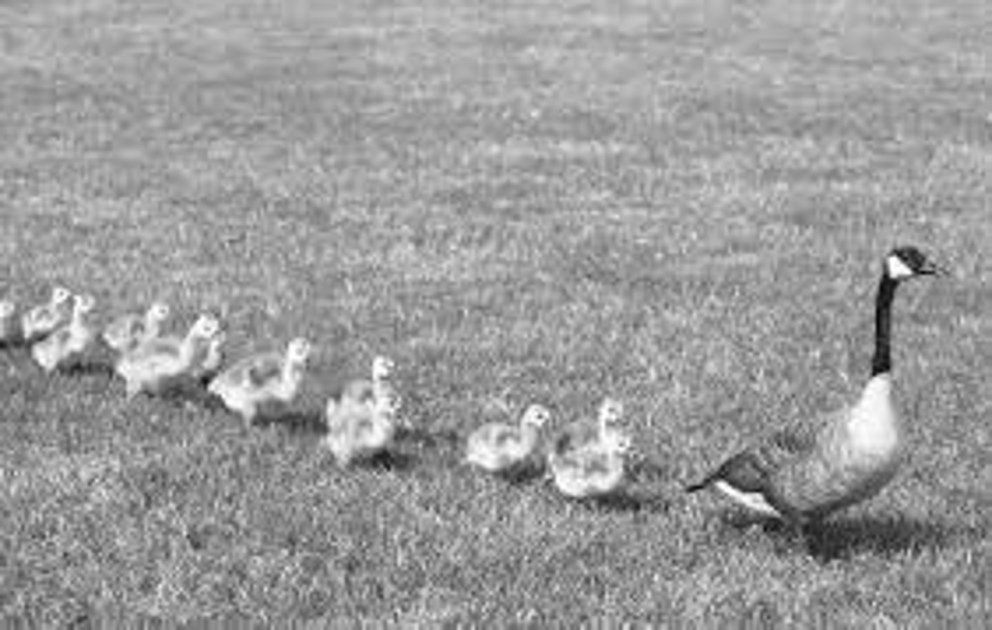 <p>this is a learned behaviour.</p><p>-process by which certain animals form strong attachments during an early-life critical period</p>