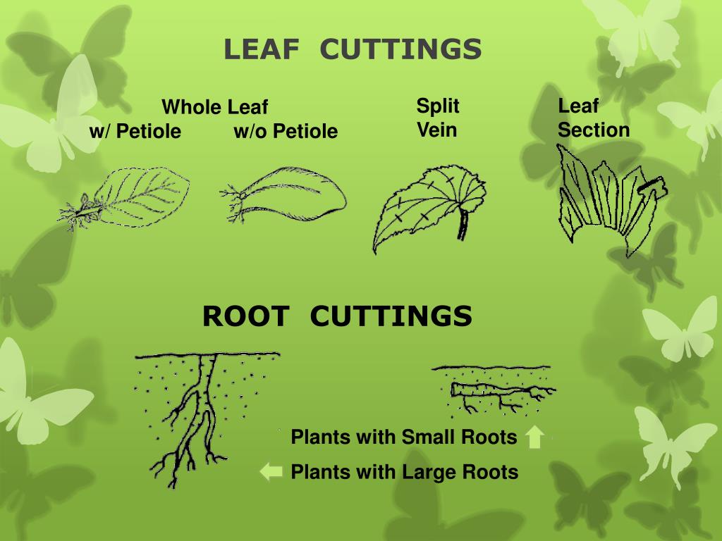 <p>Leaf Cuttings advantages</p>