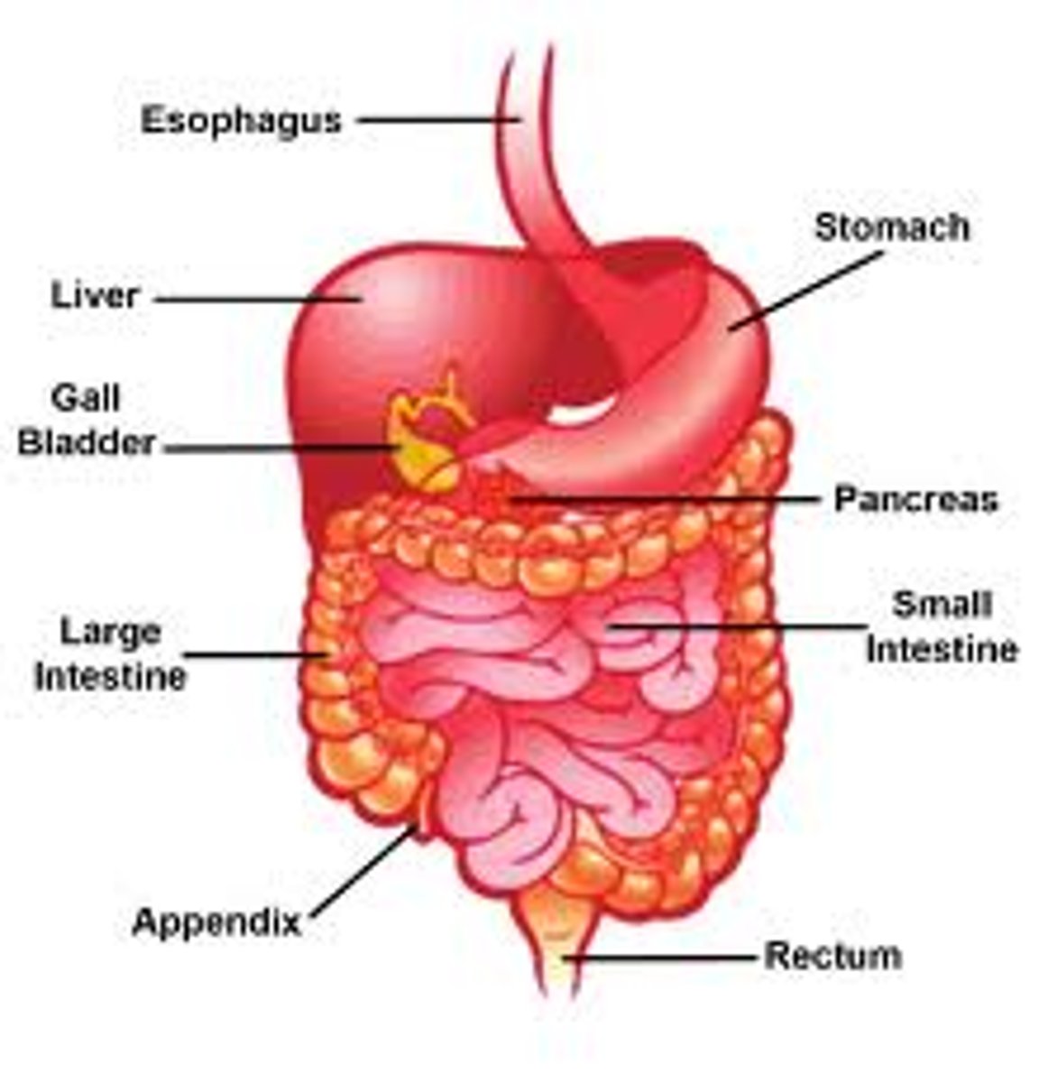 <p>liver, gallbladder, pancreas, large and small intestine, stomach, esophagus</p>